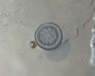 water bacteria water bacteria